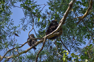 Mono aullador (Alouatta pigra)