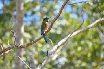 Momoto Cejas Azules (Eumomota superciliosa)