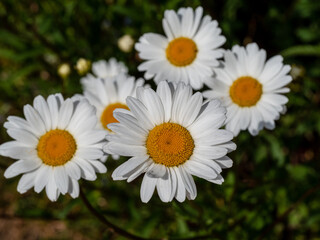 Fototapeta premium daisies in a city park