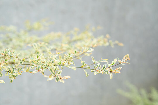 Selective Focus of A close up Bucida Molineti Leaf,shallow dept of field. Blurred Background. 