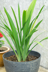 green grass with concrete background