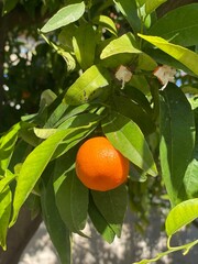 almond on tree