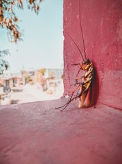 close-up of a cockroach leaning on a wall. Cockroach standing