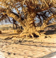 شجرة البقيعاوية التي استظل بها النبي عليه الصلاة والسلام- الاردن- The tree Prophet Mohammed- seek shelter, peace, and blessings be upon him- Jordan