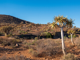 Quiver tree or kokerboom (Aloidendron dichotomum prev. Aloe dichotoma), Northern Cape. South Africa.