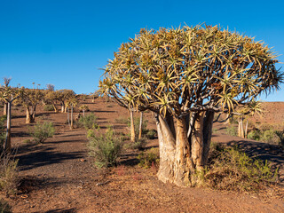 Quiver tree or kokerboom (Aloidendron dichotomum prev. Aloe dichotoma), Northern Cape. South Africa.