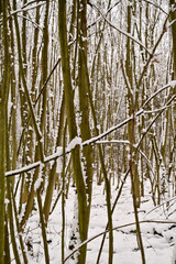 Winter im Wald, Schnee liegt auf Bäumen, Waldboden und Blättern, Winterlandschaft