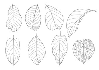 Leaves line single leaf and leaf pattern black bring to color decorate on white background illustration  vector
