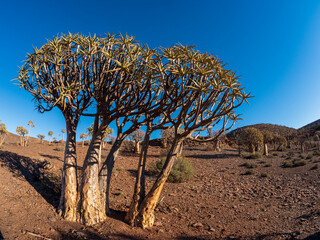 Quiver tree or kokerboom (Aloidendron dichotomum prev. Aloe dichotoma), Northern Cape. South Africa.