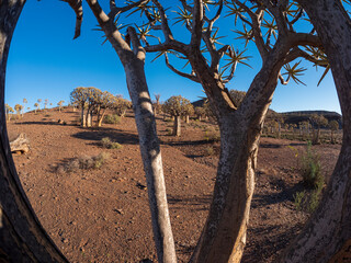 Quiver tree or kokerboom (Aloidendron dichotomum prev. Aloe dichotoma), Northern Cape. South Africa.