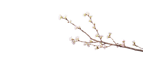 可憐な桜　小枝　切り抜き - 566142822