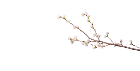 可憐な桜　小枝　切り抜き