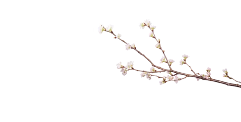 Foto op Plexiglas 可憐な桜　小枝　切り抜き © imagefuji