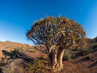 Quiver tree or kokerboom (Aloidendron dichotomum prev. Aloe dichotoma), Northern Cape. South Africa.