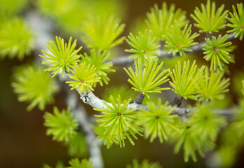 Larch needles of a pioneer bog mat species, New Hampshire.