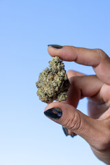 Female model holding a cannabis nug in the air