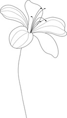 Hand drawn botanical flower line art