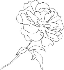 Hand drawn botanical flower line art