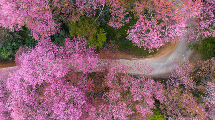 Aerial view road in mountain with pink flower, Mountain winding road with sakura pink flower, Pink cherry blossom tree with road in mountain, Nature landscape in springtime. - Powered by Adobe