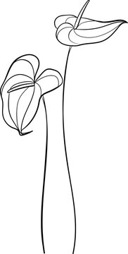 black and white anthurium flowers clip art preview