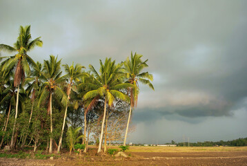 Scenery at paddy field and coconut tree during cloudy evening