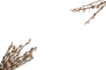 Pussy willow branches with soft catkins, spring awakening and easter holiday concept, isolated on a white background © Pixel-Shot