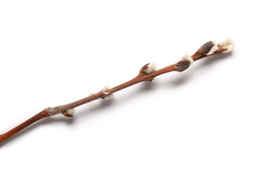 Pussy willow branch isolated on white background