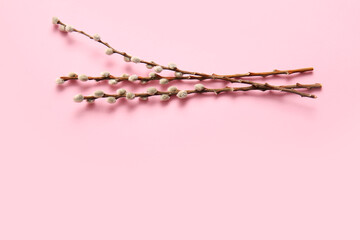 Beautiful pussy willow branches on pink background