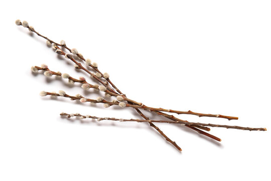 Pussy willow branches isolated on white background