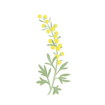 Wormwood plant with yellow flowers isolated on white background. Vector cartoon illustration of sagebrush. Healing herb. 