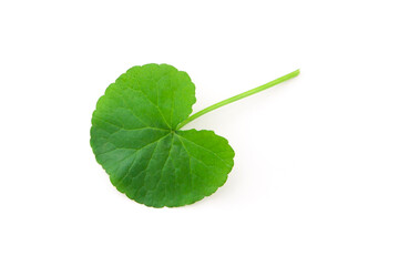 gotu kola (centella asiatica) green leaf isolated on white background , top view , flat lay. - obrazy, fototapety, plakaty
