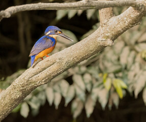 Azure Kingfisher (Ceyx azureus) perched amongst the mangroves on the Daintree river