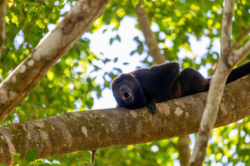 Mantled howler (Alouatta palliata) or golden-mantled howling monkey roars hanged on tree, Curu...