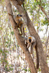 Red-Fronted Lemur (Eulemur Rufifrons), couple on tree. Endangered endemic animal in Kirindy Forest, Madagascar wildlife animal.