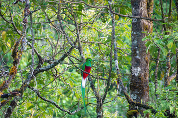 Resplendent quetzal (Pharomachrus mocinno), Guatemalan national bird. Magnificent sacred green and red iconic bird. Bird with long tail. San Gerardo de Dota, Wildlife and birdwatching in Costa Rica.