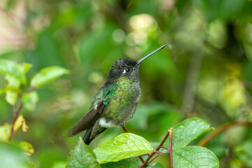 Beautiful small bird, Violet-headed hummingbird (Klais guimeti) at San Gerardo de Dota, Wildlife and birdwatching in Costa Rica.