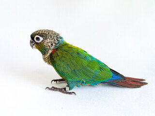 Crimson bellied conure parrot on the white background