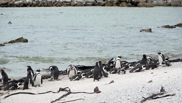 African Penguin flock resting on the shore, south Africa, 
stony point Nature reserve, Hermanus, South Africa, 2022
