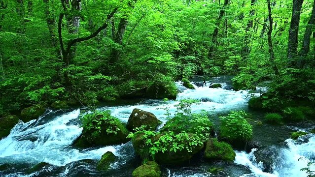 奥入瀬渓流の流れと新緑の木々