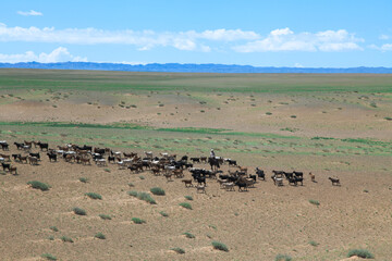 Fototapeta na wymiar モンゴルの遊牧民と家畜 Mongolian Grazing