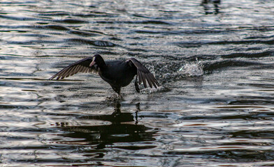 flying coot on a lake