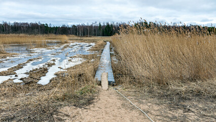 view of wide expanses of reed fields by the sea, seaside reed meadows