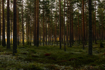 Fototapeta na wymiar Pine tree forest. Calmness relaxation. Forest therapy and stress relief.