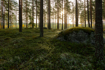 Pine tree forest. Calmness relaxation. Forest therapy and stress relief.