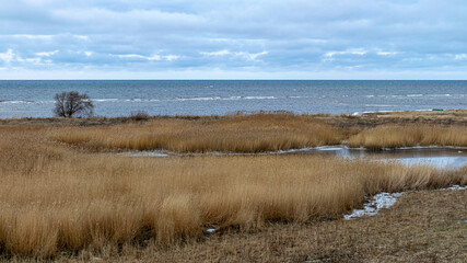 view of wide expanses of reed fields by the sea, seaside reed meadows