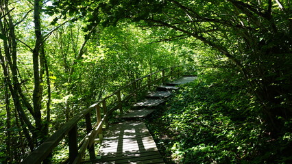 sunlight in the forest in Sinop Erfelek turkey

