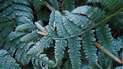 Green frozen leaves background. Green plant with frost or hoarfrost in early morning, close up.