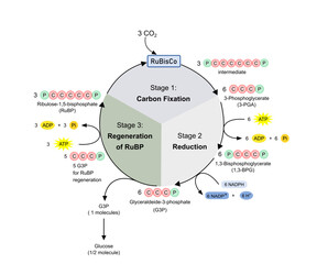 Dark phase in photosynthesis, Calvin cycle. Diagram.