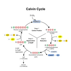 Calvin cycle in chloroplast, photosynthesis dark phase. Diagram.