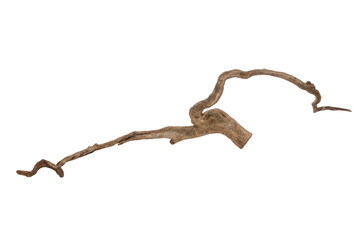 Piece of a root / trunk with many thin branches, river wood, driftwood, aquarium design element - isolated on transparent background - png - image compositing footage - alpha channel 